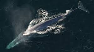 Berardius minimus , & in et al., 2019: Every Living Whale Family Cetacean Evolution Part 2 Youtube