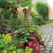 Prachtspiere Color Flash Online Kaufen Bei Gartner Potschke Prachtspiere Gartenschirme Stauden