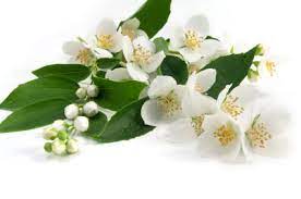 This plant is referred to both as asian jasmine and asiatic jasmine. and in florida, they call it minima jasmine. you may also see it called dwarf jasmine. incidentally, florida friends, this plant. Grower Direct Flower Blog Jasmine Is Blooming But Not Everything Is Sweet Smelling
