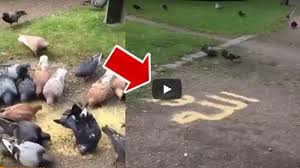 Saat sedang demam, tingkat metabolisme basal tubuh akan meningkat sebanyak 10%. Reaksi Burung Merpati Diberi Makanan Bertuliskan Lafaz Allah Bikin Netter Tercengang Ini Videonya Tribun Solo