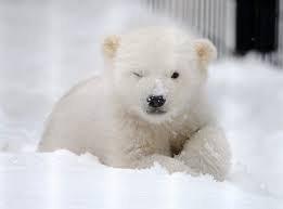 Pin By Awb On Bear Polar Paint Art Baby Polar Bears Polar Bear Wallpaper Cute Polar Bear