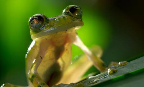 Planet Earth II's most mindblowing moments | Documentary | The Guardian