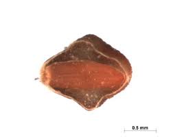 Image result for Indigofera secundiflora