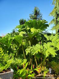 Image result for Gunnera