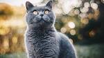 Healthiest Cat Breeds: If You Want to Avoid Problems