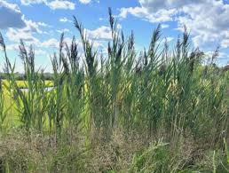 Image result for Phragmites