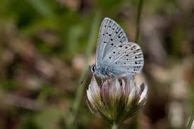 Image result for Tricalysia sp. E