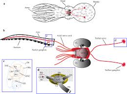 Even if you're totally artistically impaired, you can still become the picasso of your generation. Schematic Drawing Of Octopus Vulgaris Main Morphology And Key Elements Download Scientific Diagram