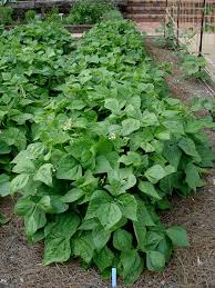 As a rule of thumb for planting, plan for about 10 to 15 green bean plants for each person in your household. Growing Snap Beans Plant General Planting Growing Tips