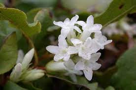What is the state flower of massachusetts? Massachusetts State Flower