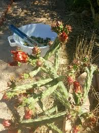 Maybe you would like to learn more about one of these? Palo Verde Savor The Southwest