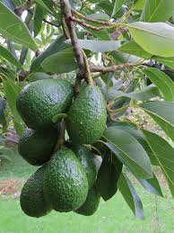 Grow an avocado tree with the toothpick method. Avocado Tree Grafted Green Cloud Solutions