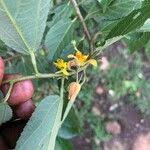 Image result for Grewia trichocarpa