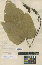 Image result for Crotalaria huillensis