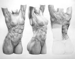 3d anatomy muscle anatomy female torso 3d model character skeleton skin muscles bikinis swimwear 3 d. Carlos Wolfgram Anatomy Study Female Torso