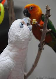 Cockatoos are the clowns of the bird world. All Sizes Goffins Cockatoo And Jenday Conure Parrots Kirjavafoodthief 4786 20071013 Flickr Photo Sharing