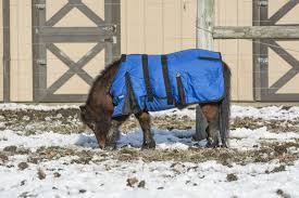 It looks more like a. Tough 1 600d Miniature Stable Blanket With Belly Wrap Horse Blankets Winter Belly Wrap Miniature Horse
