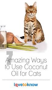 7 Amazing Ways To Use Coconut Oil For Cats Lovetoknow Coconut Oil For Cats Coconut Oil For Fleas Cat Care