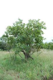 Image result for Combretum collinum