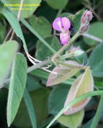 Image result for Desmodium scorpiurus