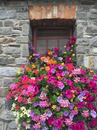 Skerries Mill Jill S Garden Windowboxes Gardens Gardening Flowerboxes Window Box Flowers Window Box Container Gardening