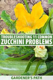 Faça sua escolha entre diversas cenas semelhantes. 11 Common Zucchini Growing Problems Gardener S Path
