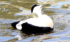 Eider (duck of genus somateria), somateria mollissima. Eiderente Biologie