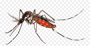 Mosquito Png Malaria Mosquito Cartoon Pn 1820324 Png Images Pngio 2d animation motion graphics showing a mosquito cartoon style flying on white screen in hd 720p high definition. mosquito png malaria mosquito cartoon