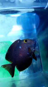 Clownfish With Swim Bladder Disorder Reef2reef Saltwater And Reef Aquarium Forum