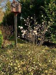 Maybe you would like to learn more about one of these? Trees Before The Leaves Finegardening