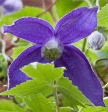 Clematis Alpina Planting Pruning And Care For This Blue Hued Vine