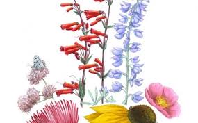 1001 Images De Dessin De Fleur Pour Apprendre A Dessiner Dessin De Fleur Dessin Fleur Dessin Rose