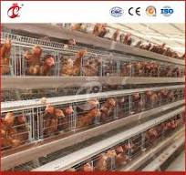 Mejor jaula para pollos fábrica de jaulas para gallinas ponedoras al aire  libre en China, OEM jaulas personalizadas para gallinas ponedoras para  configuración en casa, jaulas para pollos, caja de ...