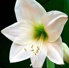 Amaryllis Flower Amaryllis Flowers Flowers Online Amaryllis