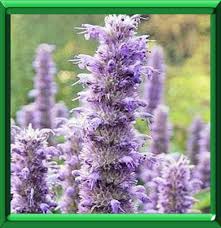 Agastache Fiche Technique Complete