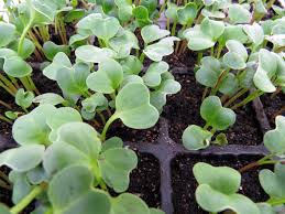 Don't plant all your seeds at the same time. How To Grow Radish From Seed Rediscover