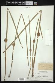 Image result for Schoenoplectiella articulata