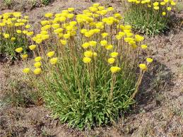 Image result for Helichrysum brassii