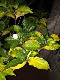 Gardenia Problem As An Evergreen Shrub It Is Normal For Older Leaves Of A Gardenia To Turn Yellow And Drop Th Vegetable Garden Design Gardenia Garden Design