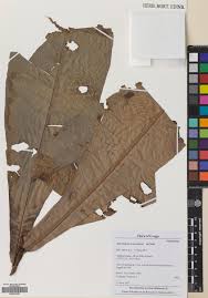 Image result for Synsepalum revolutum