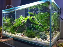 Update On Progress As Usual A Picture After Water Change Share If You Also Start To Love This 23l Nano Tank Aquascape Nano Tank Fish Tank