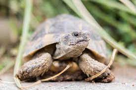 How To Tell If Your Tortoise Is Happy Healthy Tortoise Owner