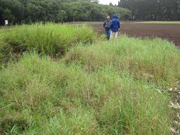 Image result for Hemarthria