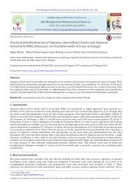 Image result for Digitaria remotigluma