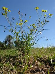 Image result for Senecio madagascariensis