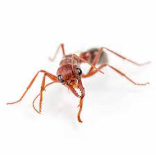 Atwater Ca Eagleshield Pest Control