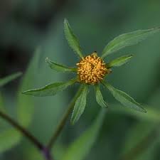 Image result for Bidens flagellata
