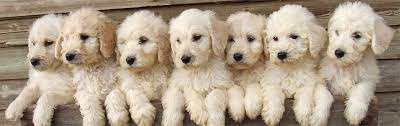 What is an australian labradoodle? Kimberlenes Labradoodle Britain S Premiere Labradoodle Breeders