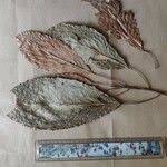 Image result for Paracroton pendulus