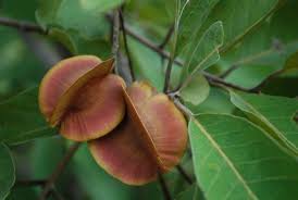 Image result for Combretum collinum